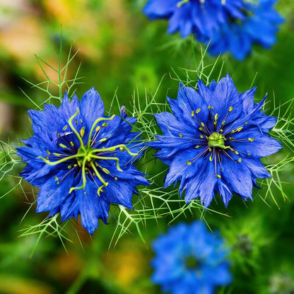 Mist Persian Flower Seeds for Garden Planting