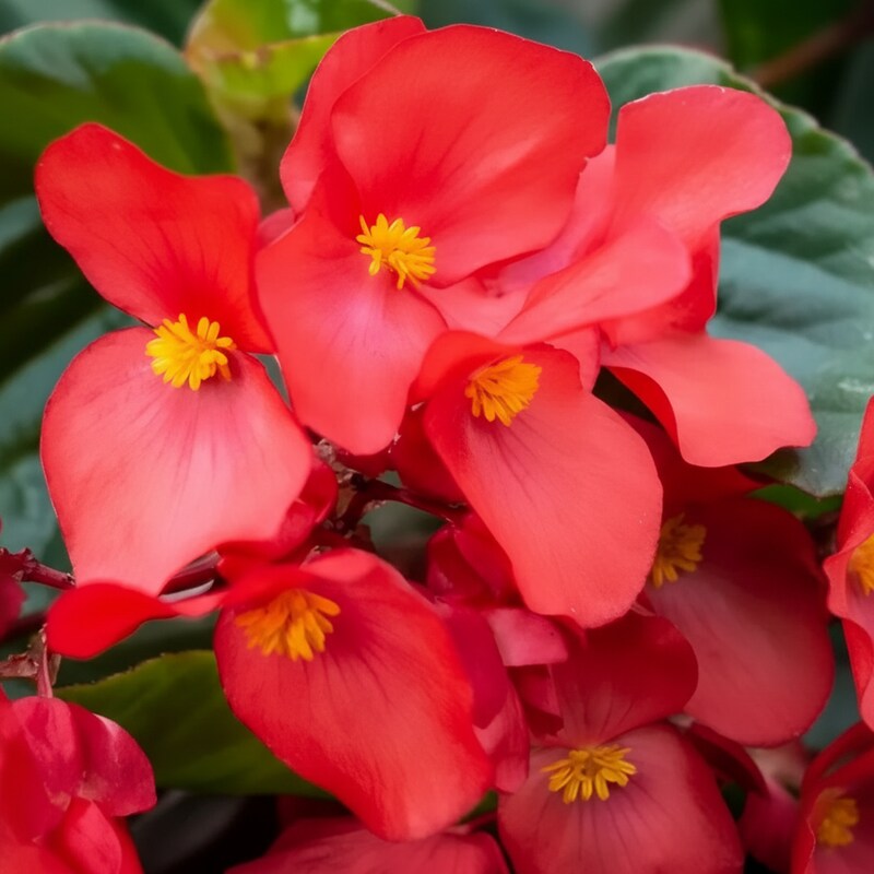 red-begonia-flower-seeds-for-garden-planting