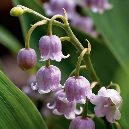 Purple Bell Orchid Flower Seeds - Orchid Flower Seeds for Garden