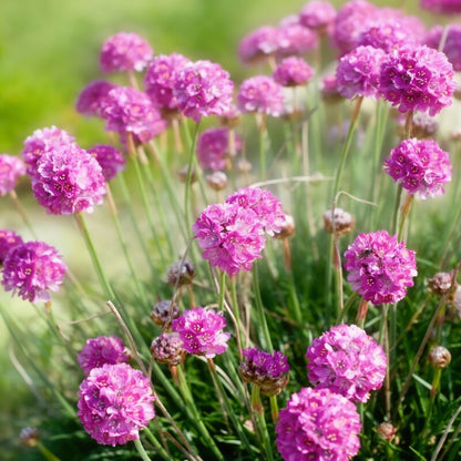 Armeria maritima Flower Seeds for Planting – Sea Thrift Sea Pink Rose Blooms