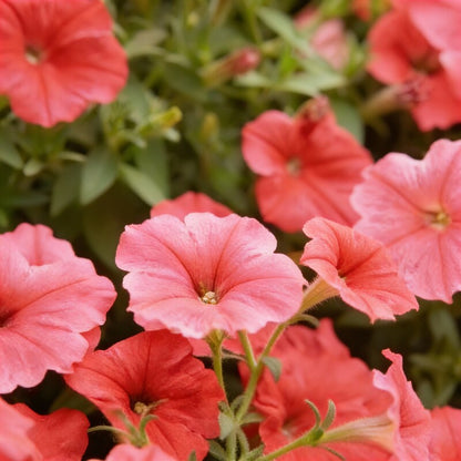 Petunia Hybrida Salmon Shades Velvet F1 Flower Seeds for Planting