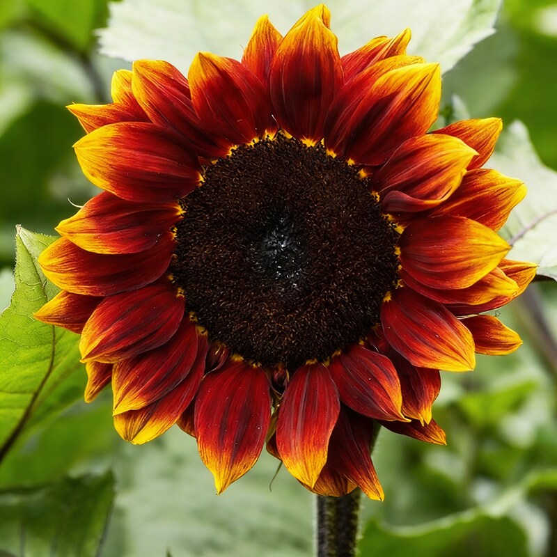 Sunflower Ruby Passion Seeds - Red Sunflower Seeds for Garden