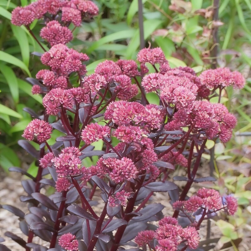 Sedum Telephium Postman’s Pride Seeds for Garden Planting
