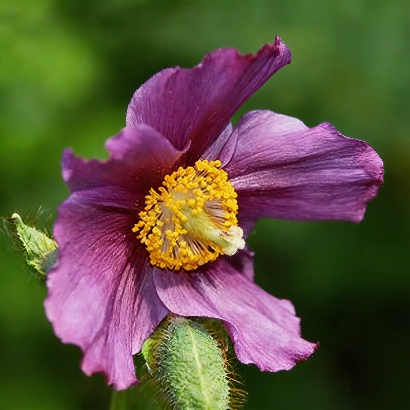 Meconopsis Baileyi Hensol Violet Flower Seeds for Garden Planting