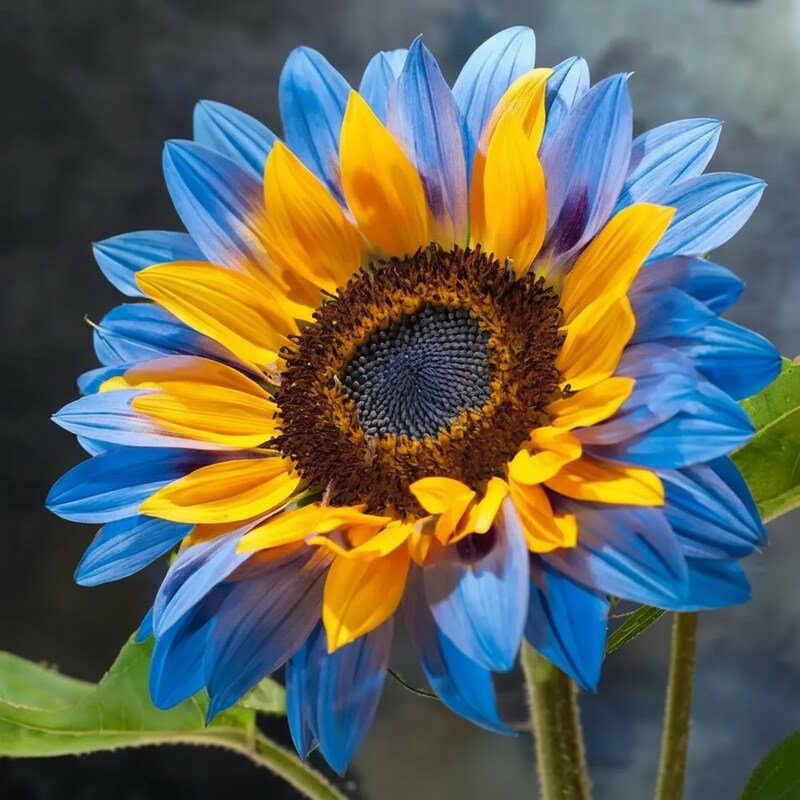 Yellow Blue Sunflower Flower Seeds for Planting