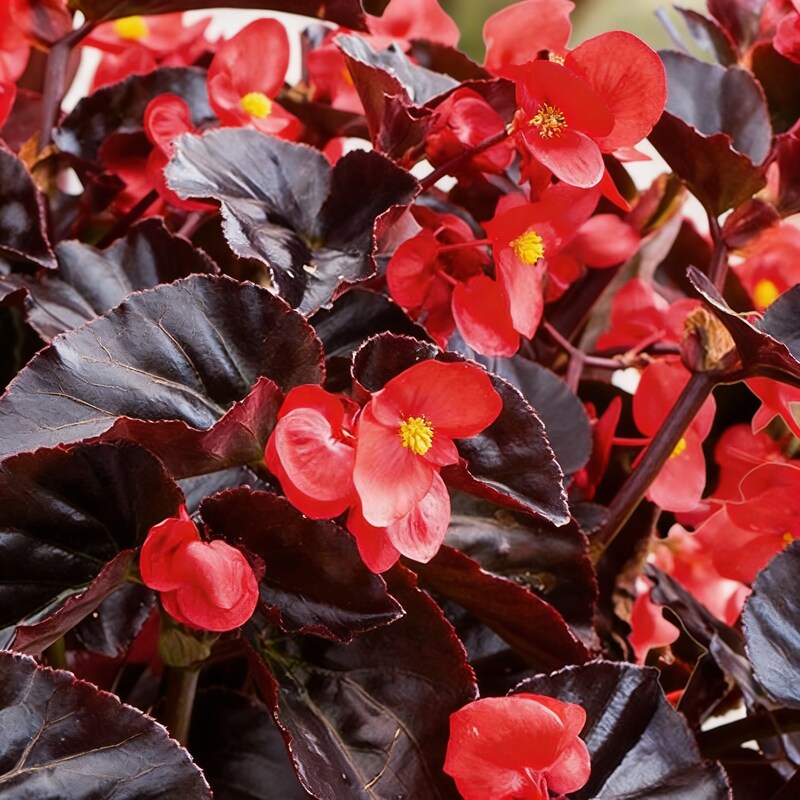 Chocolate Brown Begonia Flower Seeds for Garden Planting