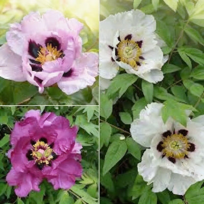Paeonia Rockii Mixed Colours Seeds for Garden Planting
