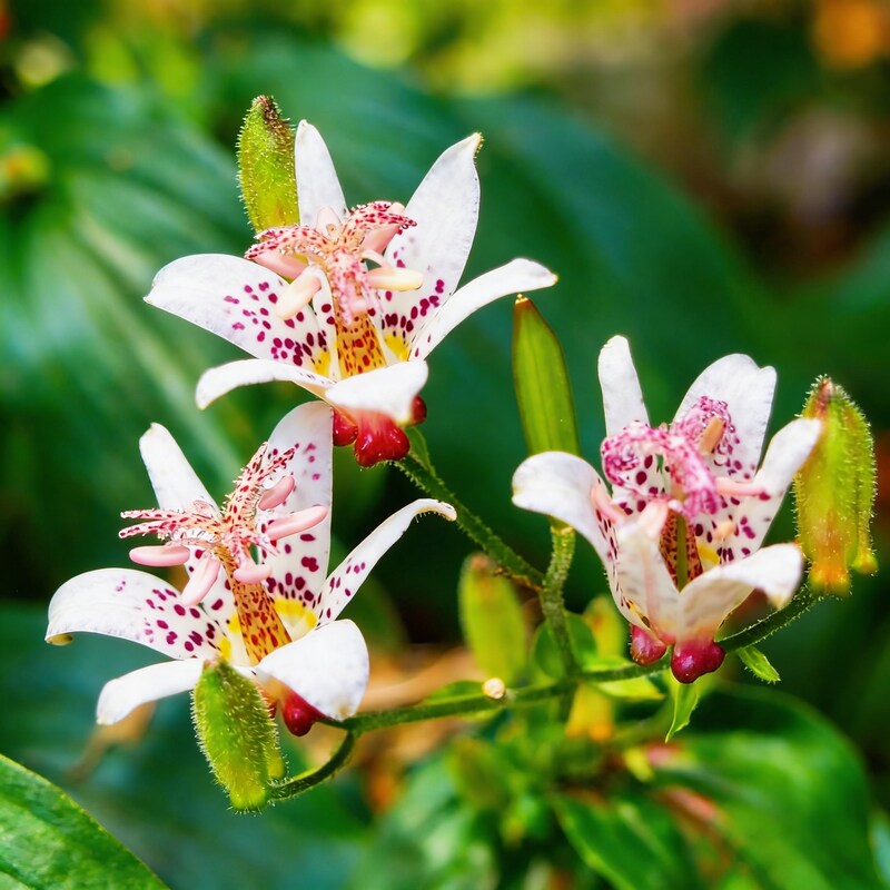 japanese-toad-lily-seeds-perennial-deer-resistant-showy-flowers