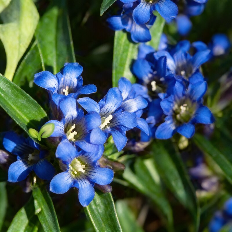 Gentiana Gracilipes Seeds - Gentian Flower Seeds for Garden