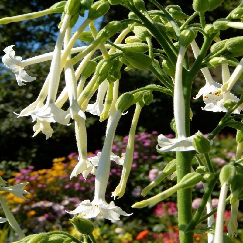 meadow-tobacco-seeds-nicotiana-flower-seeds-for-garden