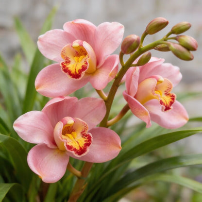 Red Cymbidium Flower Seeds for Garden Planting