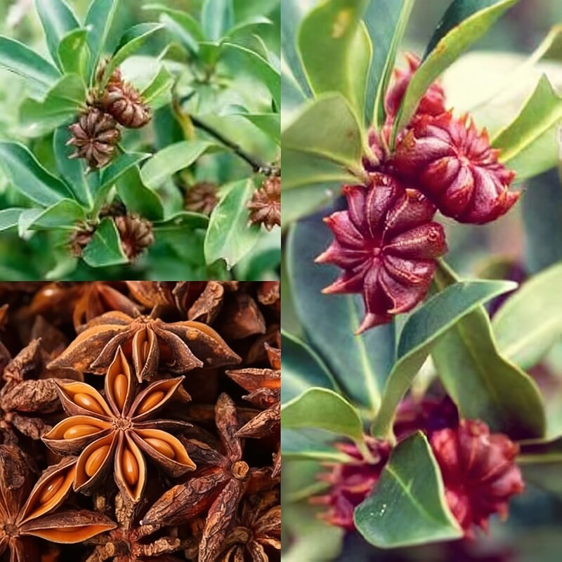 star-anise-seeds-illicium-verum-aromatic-spice-medicinal-plant