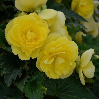 Greenish-Yellow Begonia Flower Seeds for Garden Planting