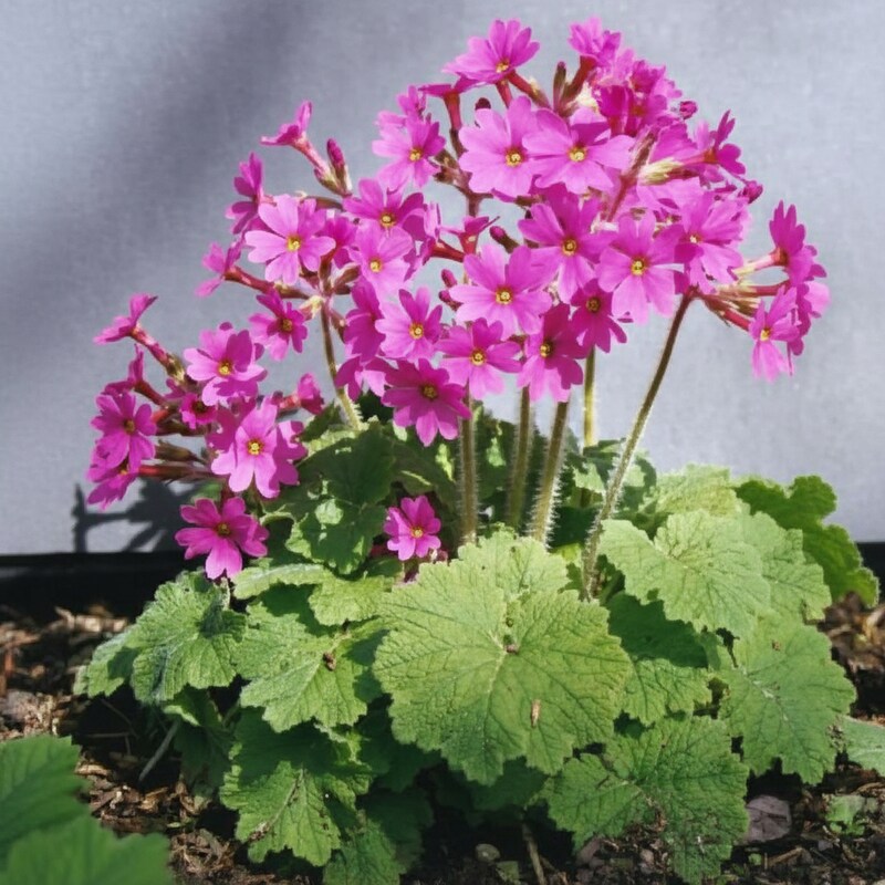 primula-kisoana-flower-seeds-delicate-pink-blooms-for-shaded-gardens
