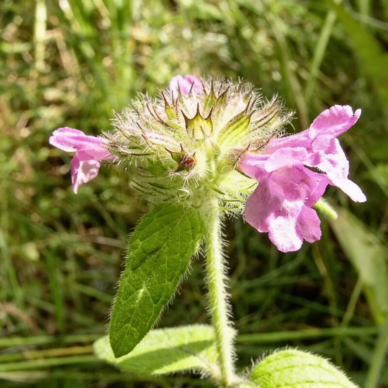 clinopodium-vulgare-flower-seeds-premium-quality-perennial-garden-blooms