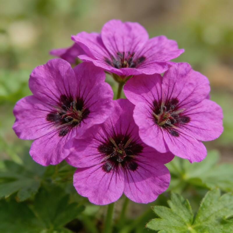 Geranium Ocellatum Seeds for Garden Planting