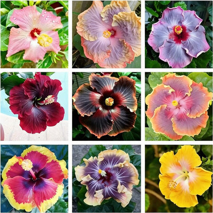 Giant Hibiscus Flower Seeds for Planting – Mixed Hardy Varieties for Garden Blooms