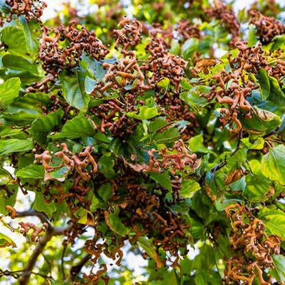 Japanese Raisin Tree Seeds - Hovenia Dulcis Tree Seeds for Garden