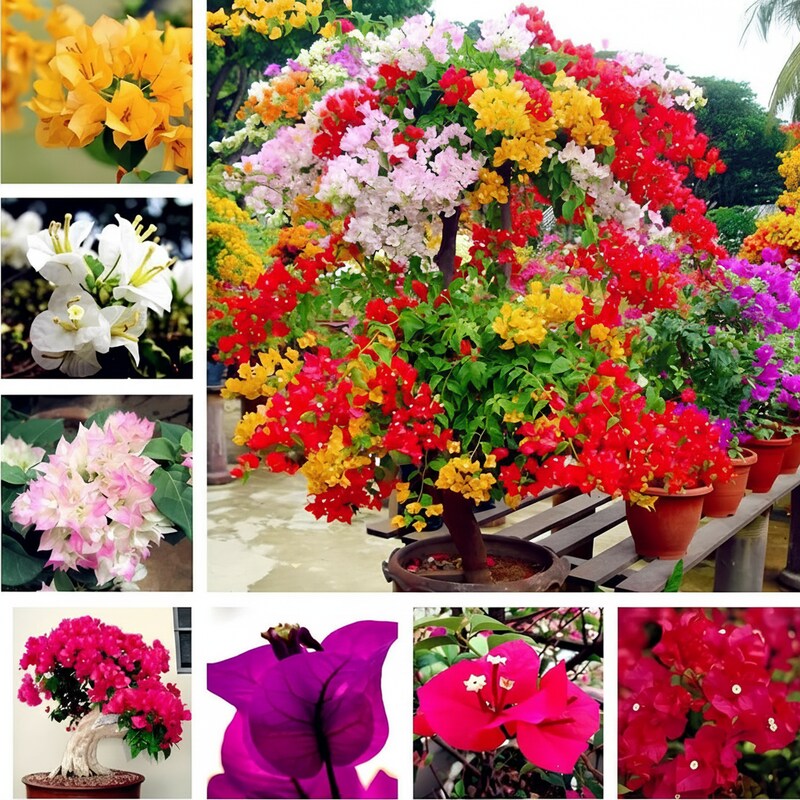 Mixed Colors Bougainvillea Flower Seeds for Planting – Vibrant Climbing Blooms