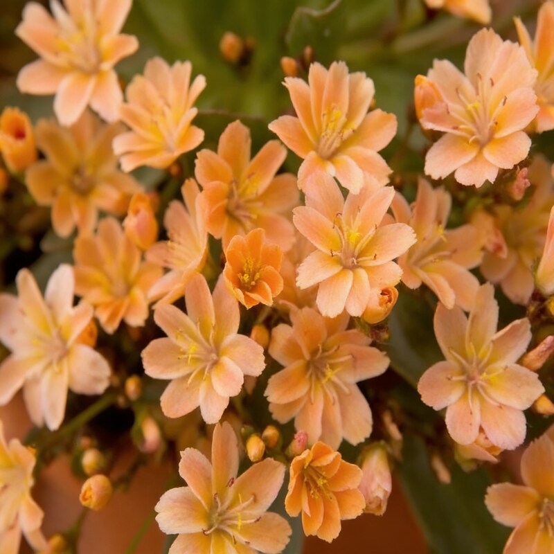 lewisia-longipetala-little-mango-seeds-alpine-flower-seeds-for-garden