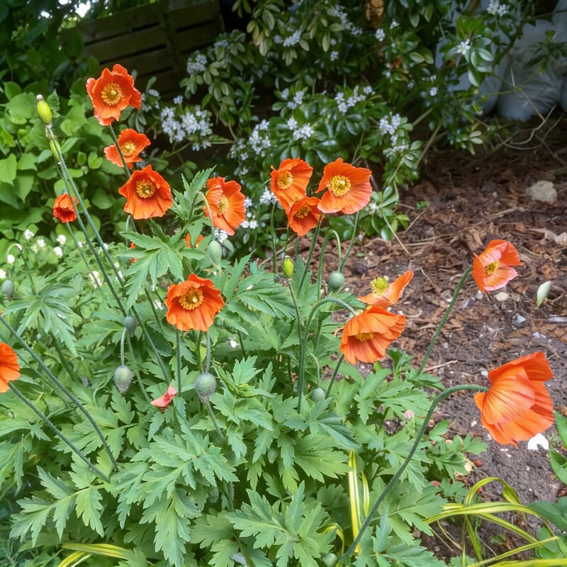 Meconopsis Cambrica Frances Perry Flower Seeds for Garden Planting