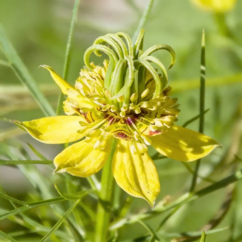 Nigella Transformer Yellow Seeds for Gardens and Borders