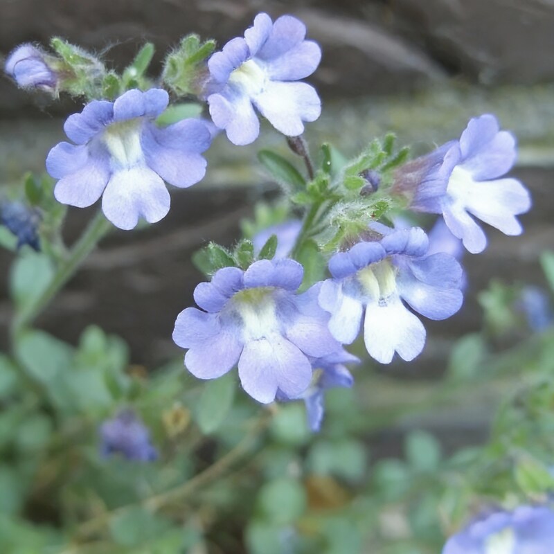 Chaenorhinum Blue Dream Flower Seeds – Soft Blue Garden Blooms