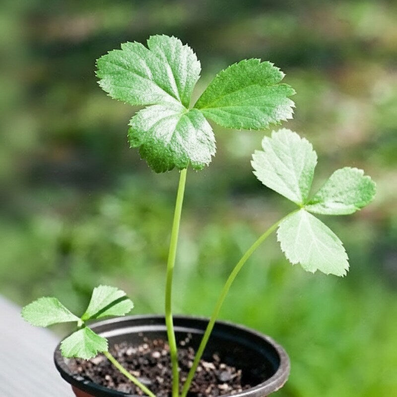 Ashitaba Starter Plant – Angelica keiskei Tomorrow's Leaf Medicinal Herb