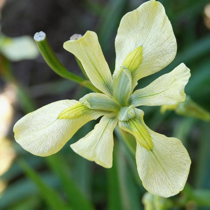 Moraea Alticola Flower Seeds for Garden Planting