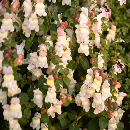 Antirrhinum Molle Seeds for Garden Planting