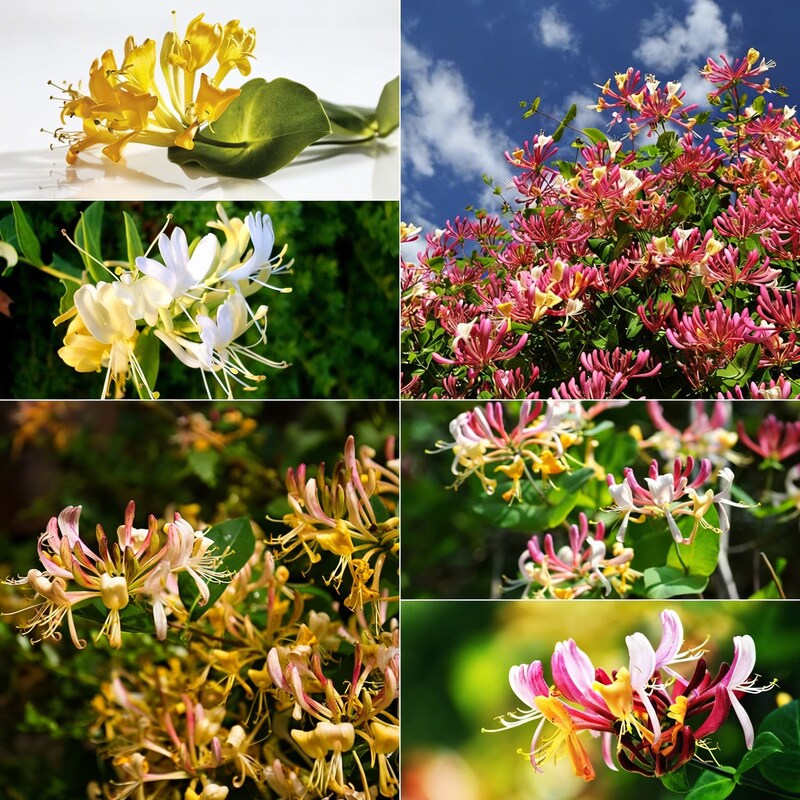 mixed-honeysuckle-vine-seeds-for-planting
