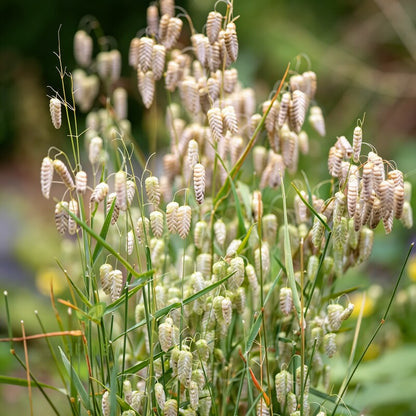 Briza Maxima Seeds - Quaking Grass Seeds for Garden