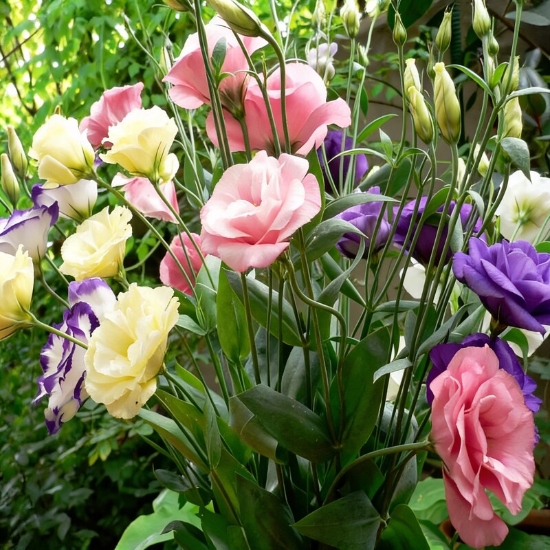 eustoma-flower-seeds-lisianthus-flower-seeds-for-garden