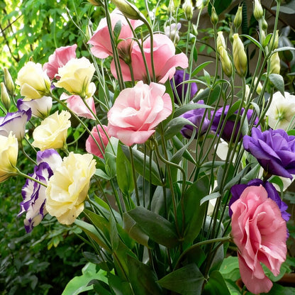 Eustoma Flower Seeds - Lisianthus Flower Seeds for Garden