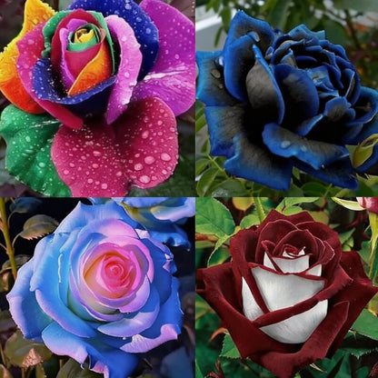Exquisite Variety Mixed Multicolored Rose Seeds for Lush Gardens