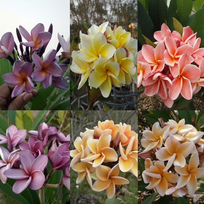 Mixed Colors Plumeria Rubra Flower Seeds for Planting (Frangipani) – Exotic Tropical Blooms