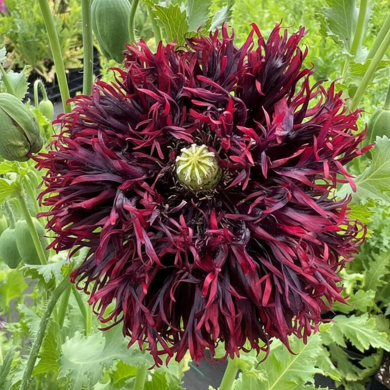 Papaver Somniferum Black Swan Seeds for Planting – Stunning Deep Burgundy Almost-Black Poppy Blooms