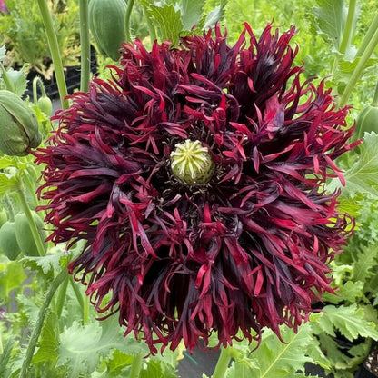 Papaver Somniferum Black Swan Seeds for Planting – Stunning Deep Burgundy Almost-Black Poppy Blooms