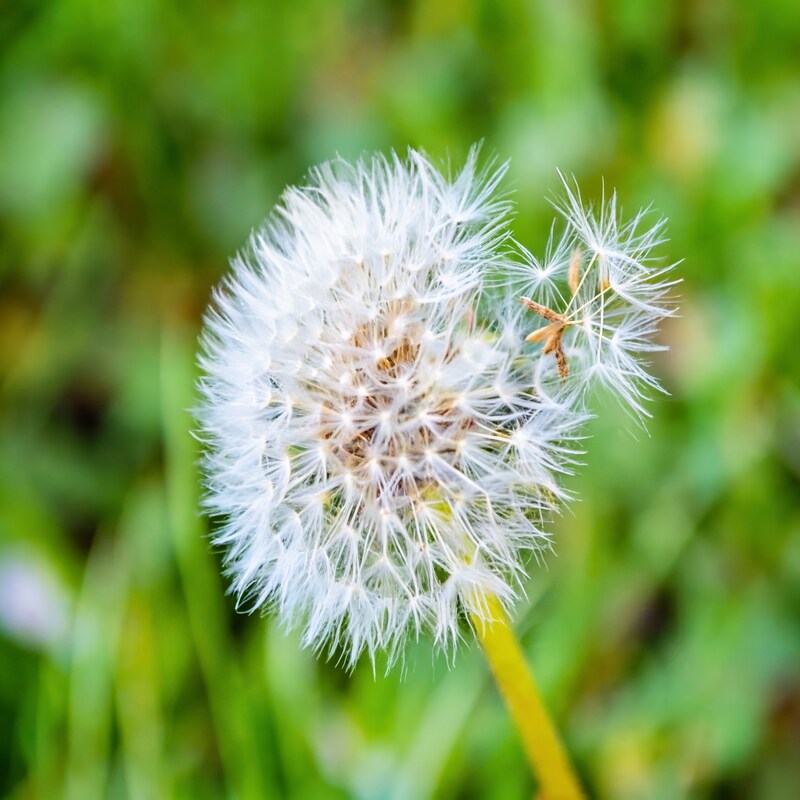 Dente Di Leone Flower Seeds - Dandelion Flower Seeds for Garden