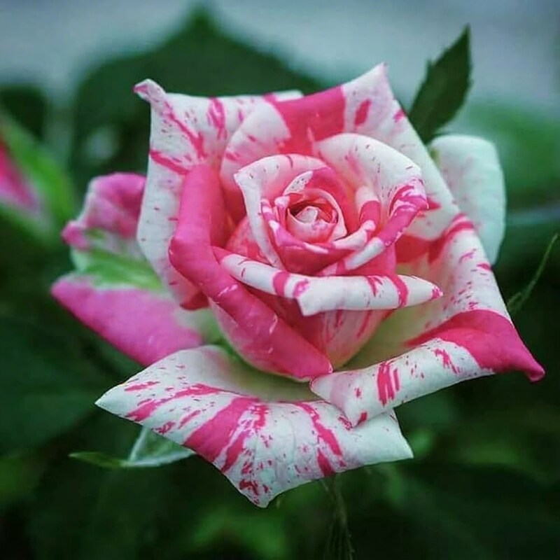 Exquisite Variety Mixed Multicolored Rose Seeds for Lush Gardens