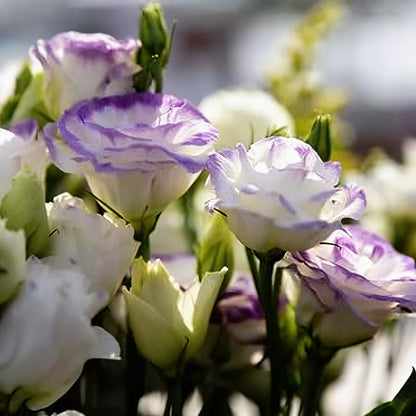 Eustoma Grandiflorum Seeds - Lisianthus Flower Seeds for Garden