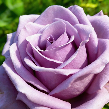 Lavender Purple Rose Flower Seeds for Garden Planting
