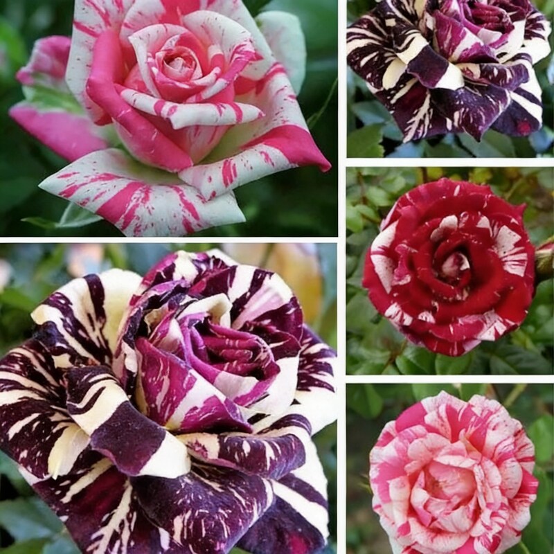 Mixed Rose Seeds for Planting – Blooms for Home Garden (50 Seeds)