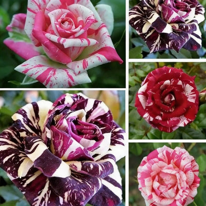 Mixed Rose Seeds for Planting – Blooms for Home Garden (50 Seeds)