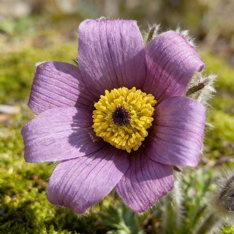 pulsatilla-campanella-flower-seeds-pulsatilla-flower-seeds-for-garden
