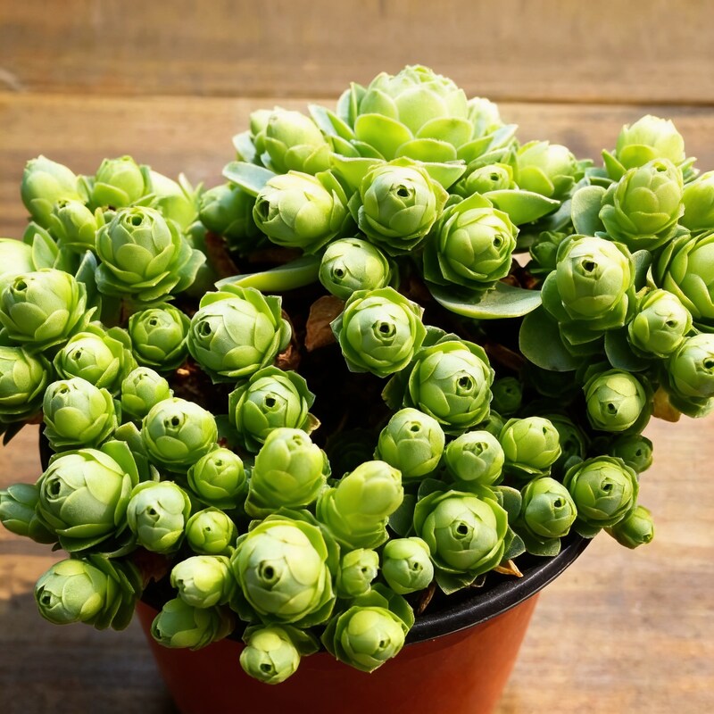 Greenovia Mountain Rose Flower Seeds for Garden Planting