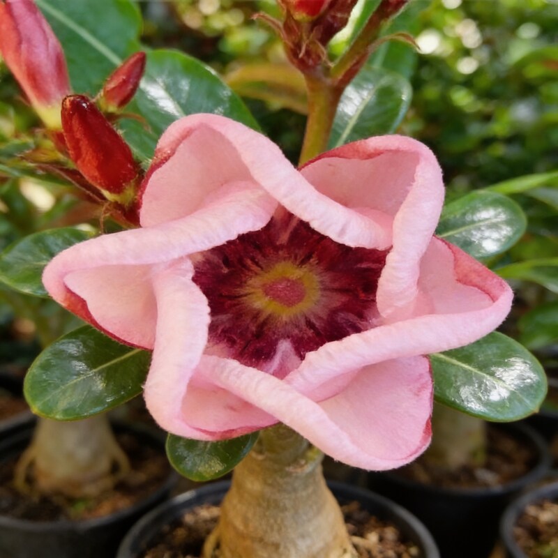 meaty-flower-seeds-planting-100-pcs