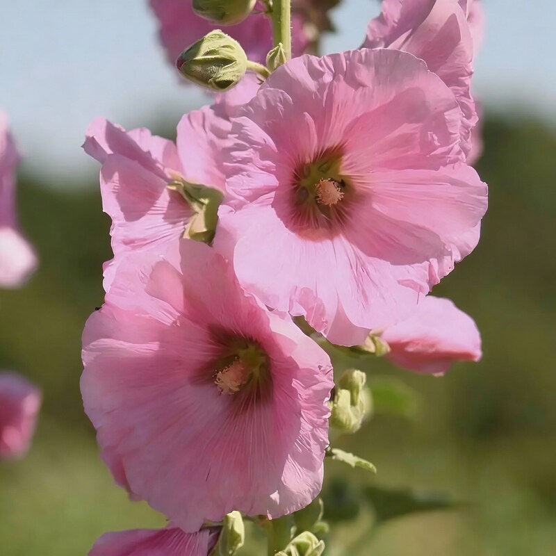 pale-pink-hollyhock-flower-seeds