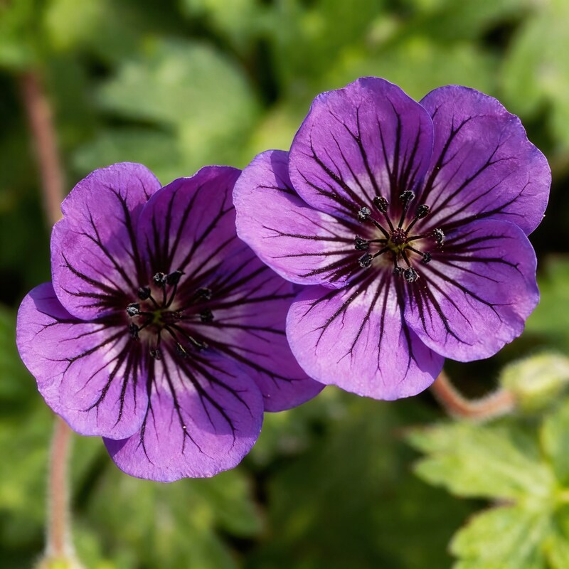 Mauve Geranium Flower Seeds for Garden Planting