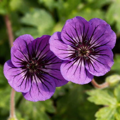 Mauve Geranium Flower Seeds for Garden Planting